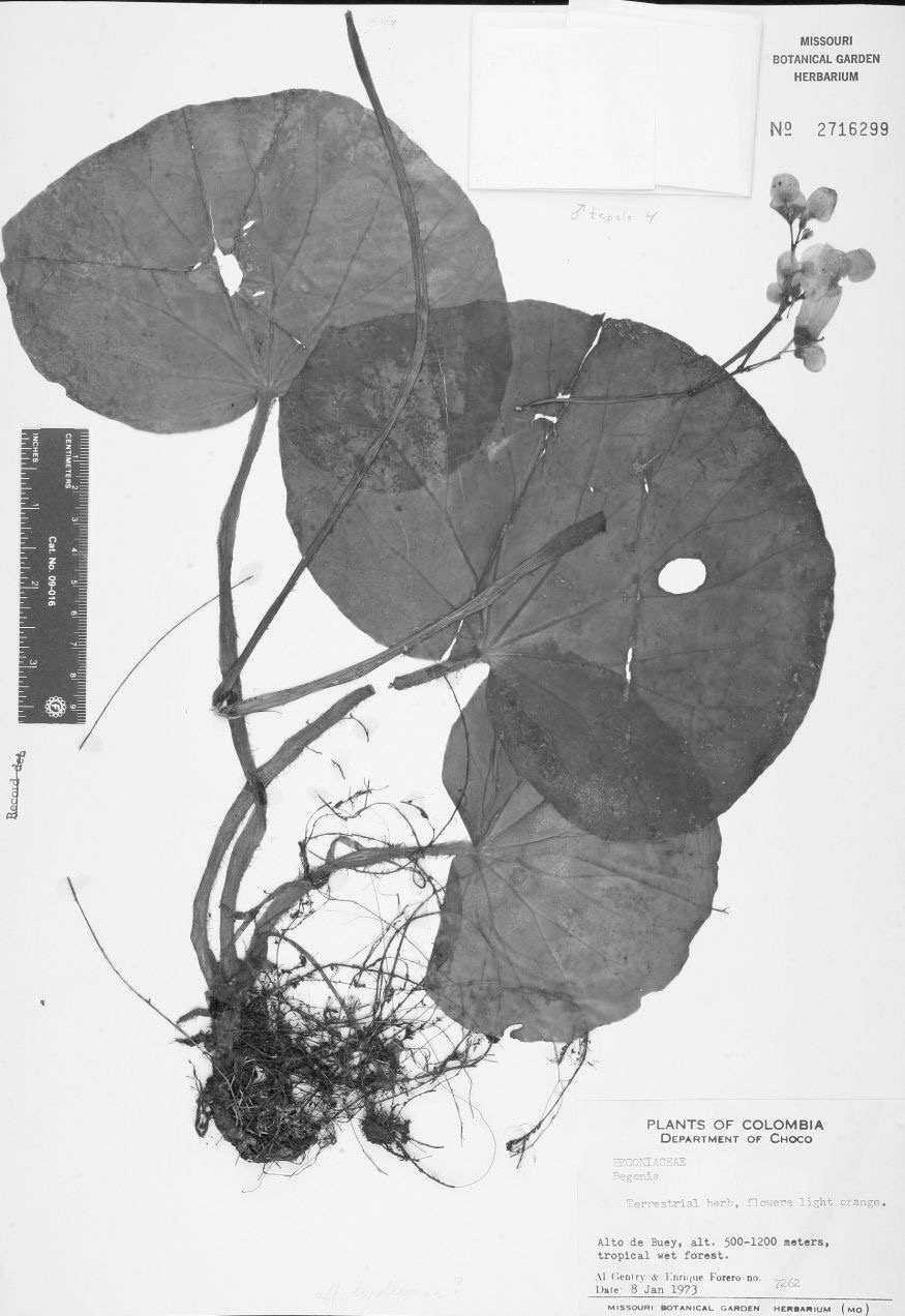 B. gentryi